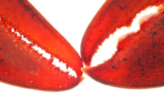 A large red lobster over white background