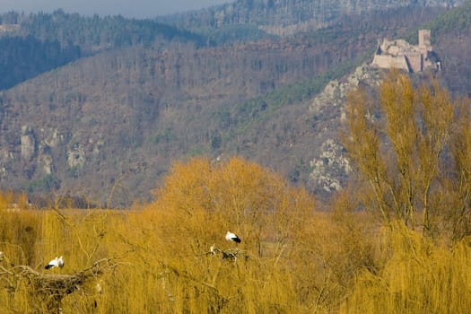 storks breeding (Centre de R�introduction des Cigognes), Hunawihr, Alsace, France