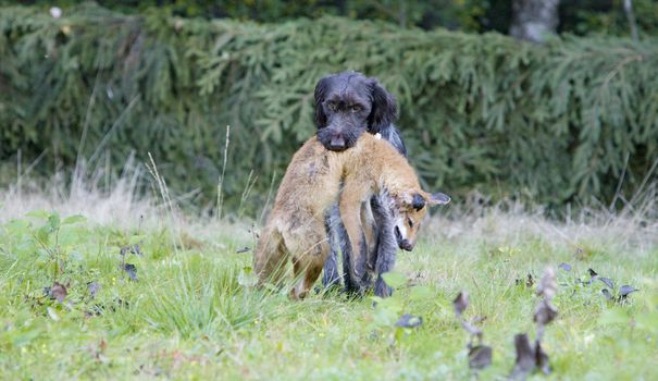 hunting dog with a catch