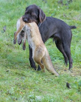 hunting dog with a catch