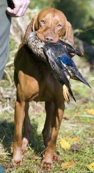 hunting dog with a catch