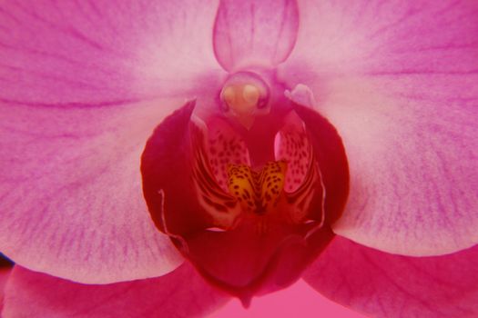 close-up of a pink orchid