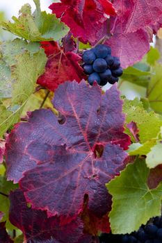 grapevines in vineyard Jecmeniste, Eko Hnizdo, Czech Republic