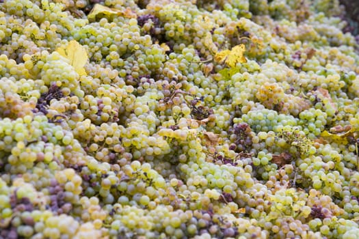 wine harvest, Eko Hnizdo, Czech Republic