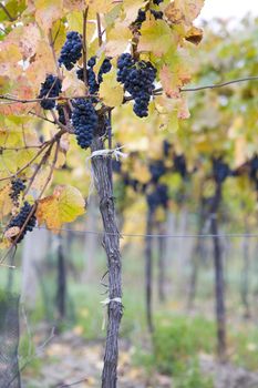 grapevines in vineyard Jecmeniste, Eko Hnizdo, Czech Republic