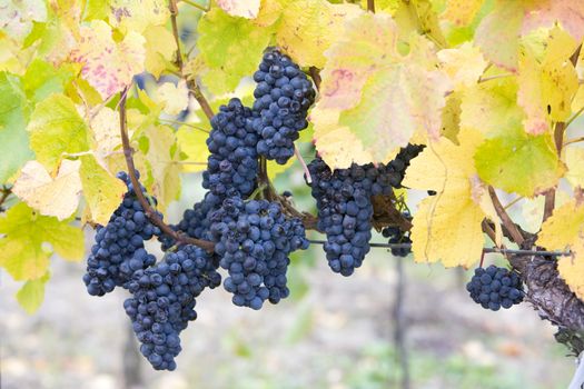 vineyard Jecmeniste, Eko Hnizdo, Czech Republic