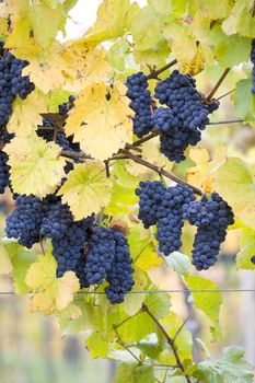 vineyard Jecmeniste, Eko Hnizdo, Czech Republic