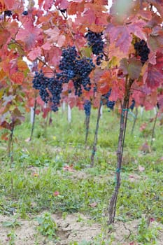 vineyard, Czech Republic
