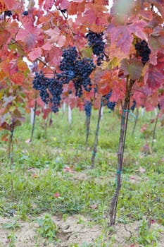 vineyard, Czech Republic