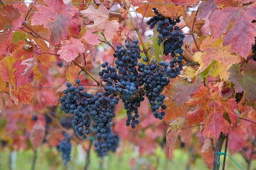 vineyard, Czech Republic