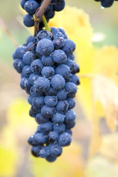 vineyard Jecmeniste, Eko Hnizdo, Czech Republic