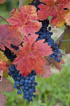 vineyard, Czech Republic