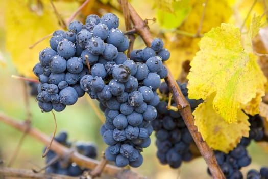 vineyard Jecmeniste, Eko Hnizdo, Czech Republic