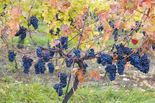 grapevines in vineyard Jecmeniste, Eko Hnizdo, Czech Republic