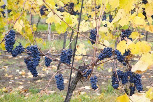 grapevines in vineyard Jecmeniste, Eko Hnizdo, Czech Republic