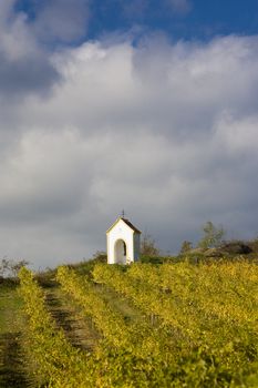 vineyard near Hnanice, Znojmo Region, Czech Republic