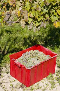 wine harvest, vineyard U svateho Urbana, Czech Republic