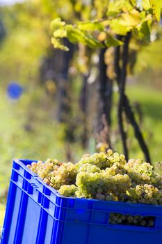 wine harvest, vineyard U svateho Urbana, Czech Republic