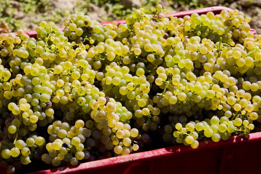 wine harvest (riesling), Czech Republic