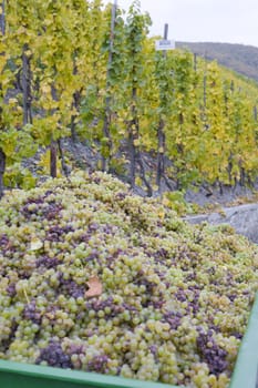 wine harvest, vineyard near Bernkastel, Rheinland Pfalz, Germany