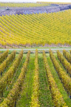 vineyards near Johannisberg Palace, Hessen, Germany