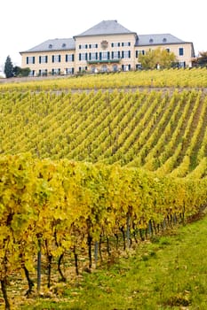 Johannisberg Castle with vineyard, Hessen, Germany