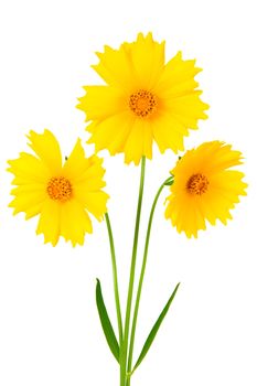 Coreopsis flowers - Latin Coreopsis ferulifolia, isolated on a white background