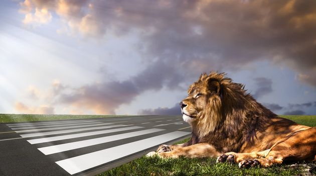 Powerful Lion resting at sunset. The power of nature.