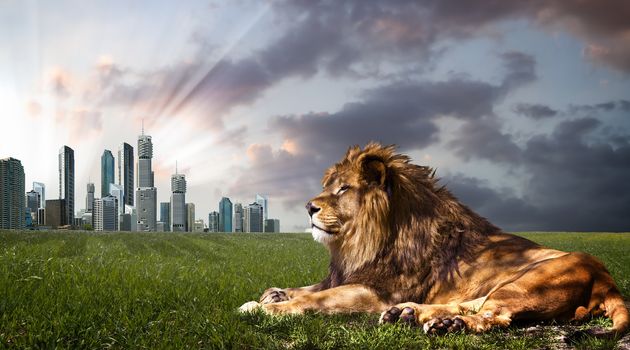 Powerful Lion resting at sunset. The power of nature.