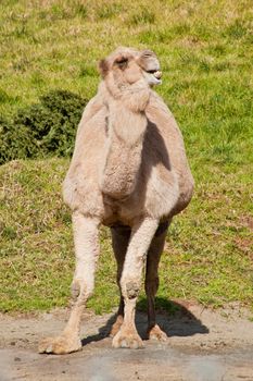 Arabian camel (Camelus dromedarius) is a large even-toed ungulate with one hump on its back.