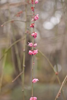 A cherry blossom is the flower of the cherry trees known as Sakura.