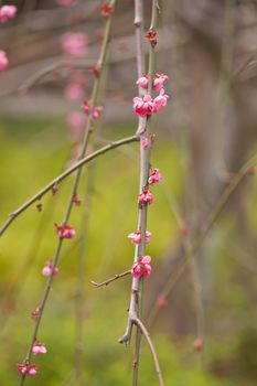 A cherry blossom is the flower of the cherry trees known as Sakura.