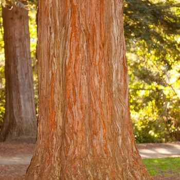 Bark is the outermost layers of stems and roots of woody plants.