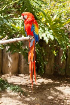 The Scarlet Macaw (Ara macao) is a large, colorful macaw. It is native to humid evergreen forests in the American tropics.