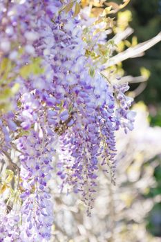 Wisteria is a genus of flowering plants in the pea family, Fabaceae, that includes ten species of woody climbing vines native to the eastern United States and the East Asian states of China, Korea, and Japan.