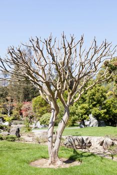 Gardens in traditional Japanese style, can be found at private homes, in neighborhood or city parks, and at historical landmarks such as Buddhist temples and old castles.