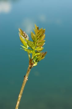 a sprout at spring time against a lake