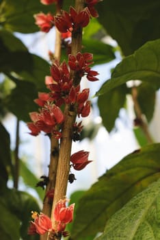 Goethea cauliflora, tropical plants