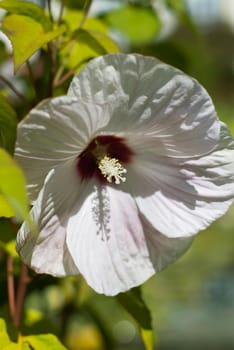Hibiscus , a genus of flowering plants in the mallow family, Malvaceae