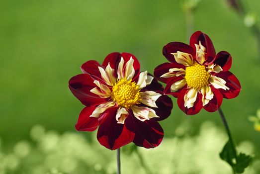 Red dahlias under the sun, green background