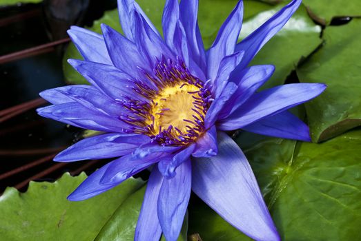 Tropical Waterlily Nymphaea Director George T Moore