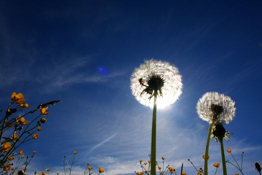 beautiful spring flowers blow balls against sky and sun