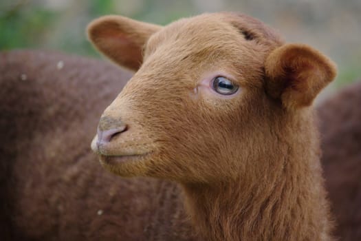 a brown lamb against a blurred background.....