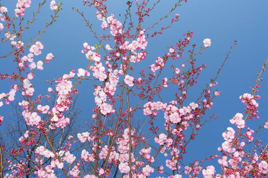 close-up of a pink flowered tree against sky