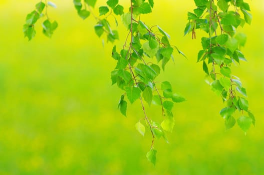 green leaves foliage at springtime against meadow