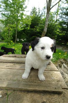 cute puppies in the meadow looking curios