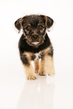 Puppy isolated on white looking curious in camera