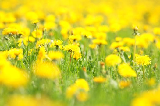 spring flowers in a field VERY SHALLOW DOF!...........