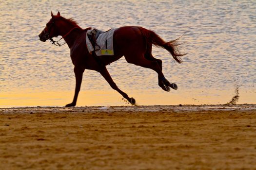 SANLUCAR DE BARRAMEDA, CADIZ, SPAIN - AUGUST 11: Unidentified riders race horses on Sanlucar de Barrameda beach on August 11, 2011 in Sanlucar de Barrameda, Cadiz, Spain.
