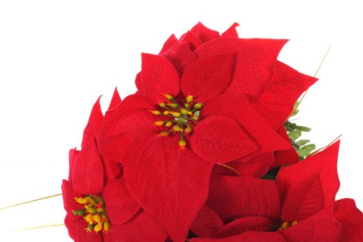 Red Poinsettia, photo on the white background